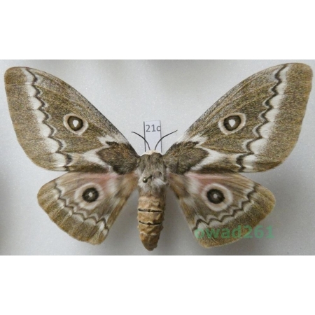 Gonimbrasia tyrrhea (Cramer, 1775) female ex. ovo South Africa 95mm21c